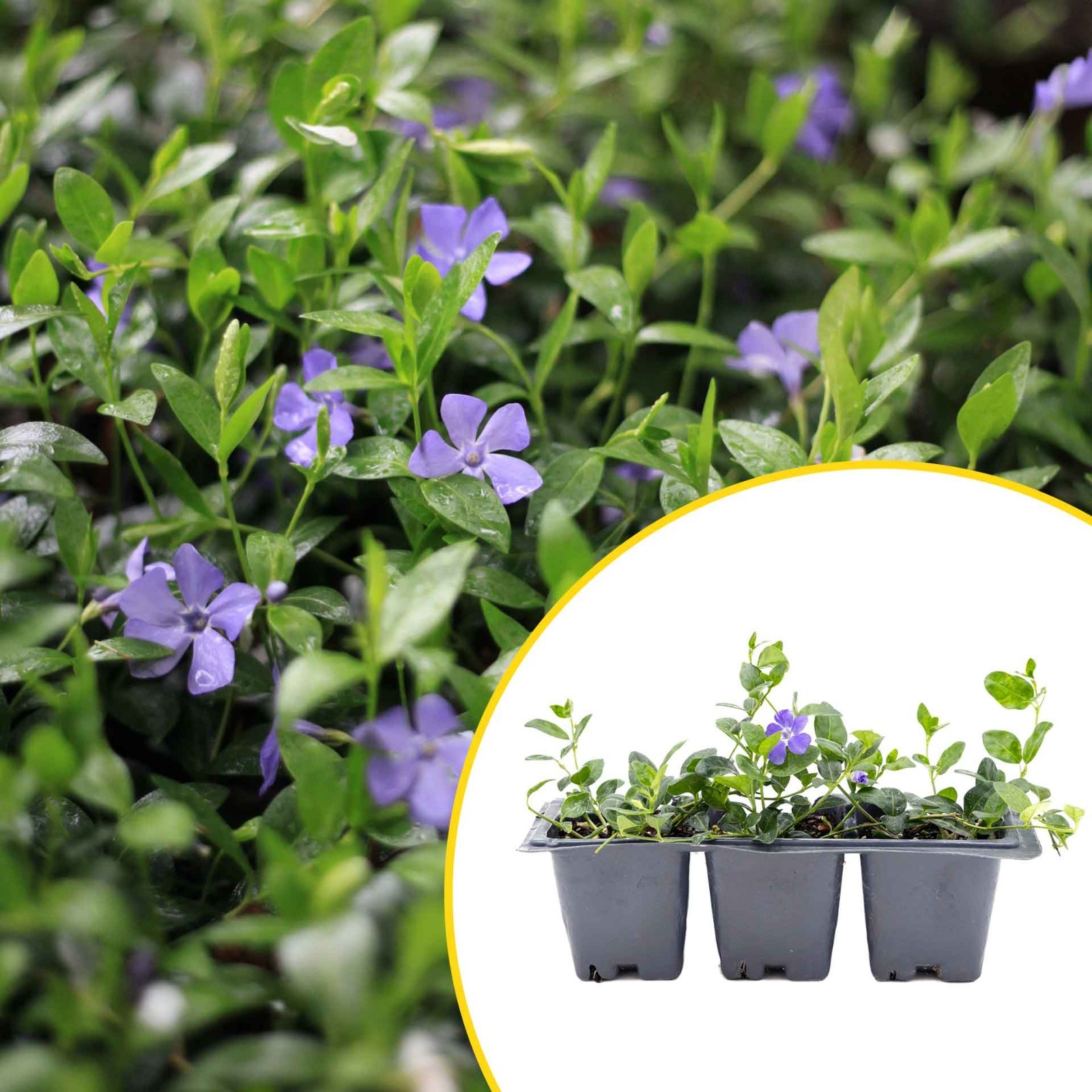3 Common Blue Periwinkle Plants in 2.5″ Cubes | Flowering Groundcover (Vinca)