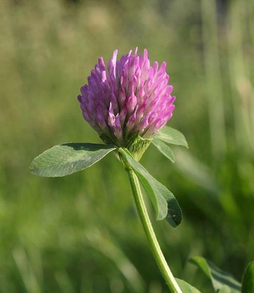 Trifolium pratense | Mammoth Red Clover | Red Clover | 100 Seeds