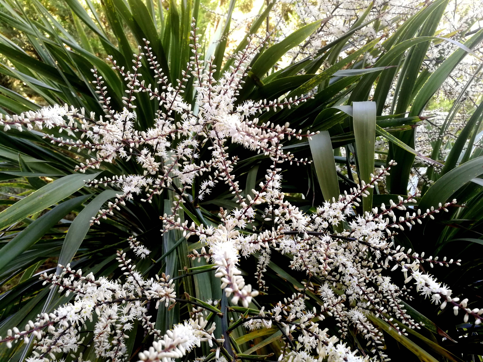 25 BLUE DRACAENA SPIKES Cordyline Indivisa Flower Seeds *Flat S/H