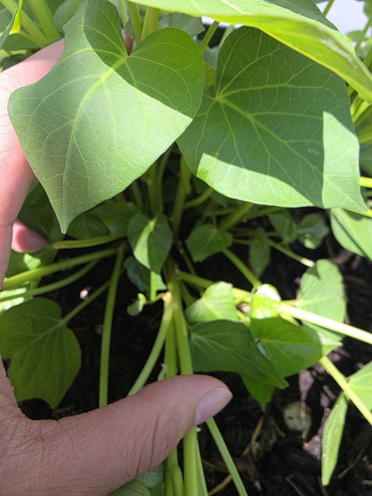 10 Rooted Sweet Potato Slips Mix – 5 Okinawa Hawaiian + 5 Korean Yellow Goguma