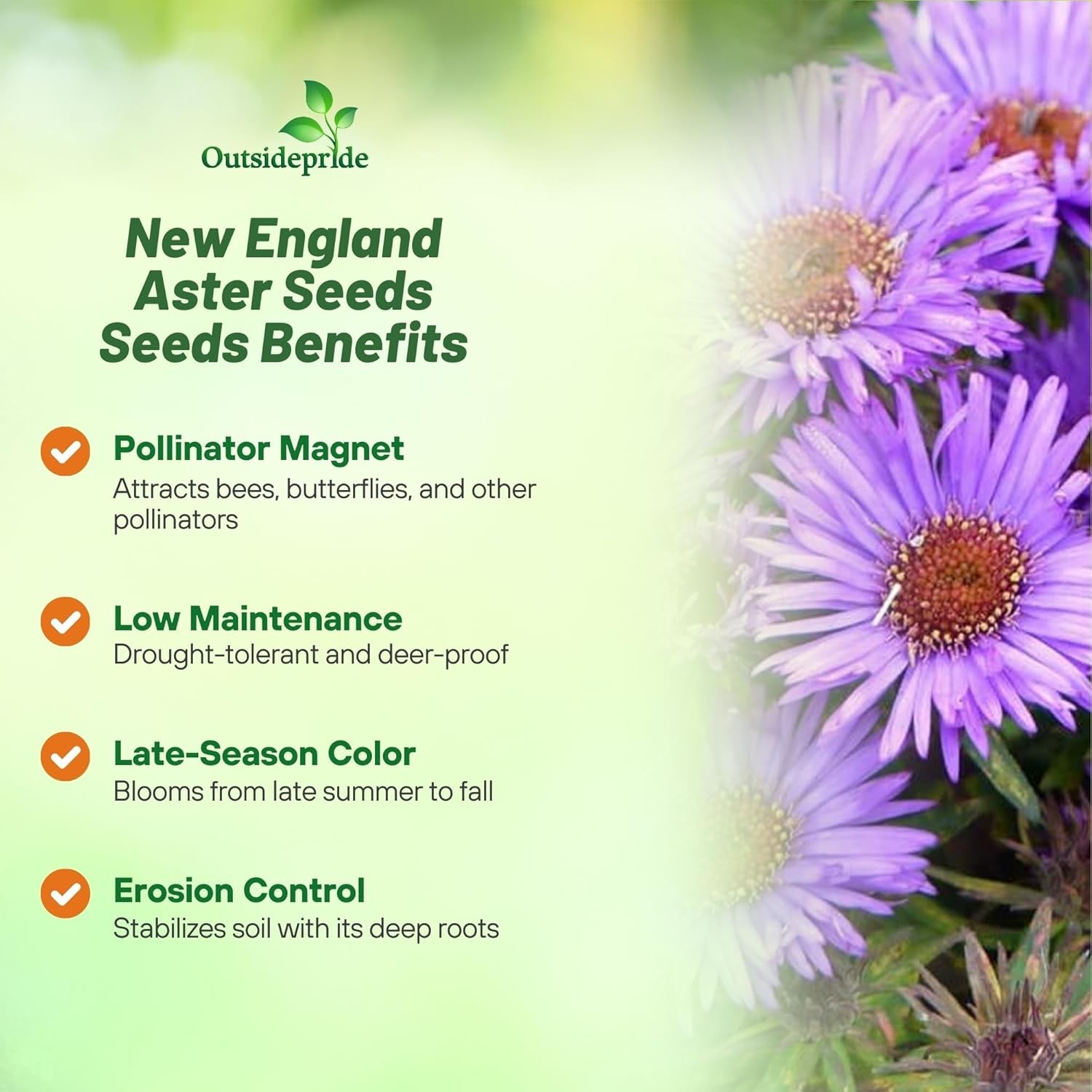 1000 Seeds Purple Aster Seeds For Planting | New England Aster Flower Seed
