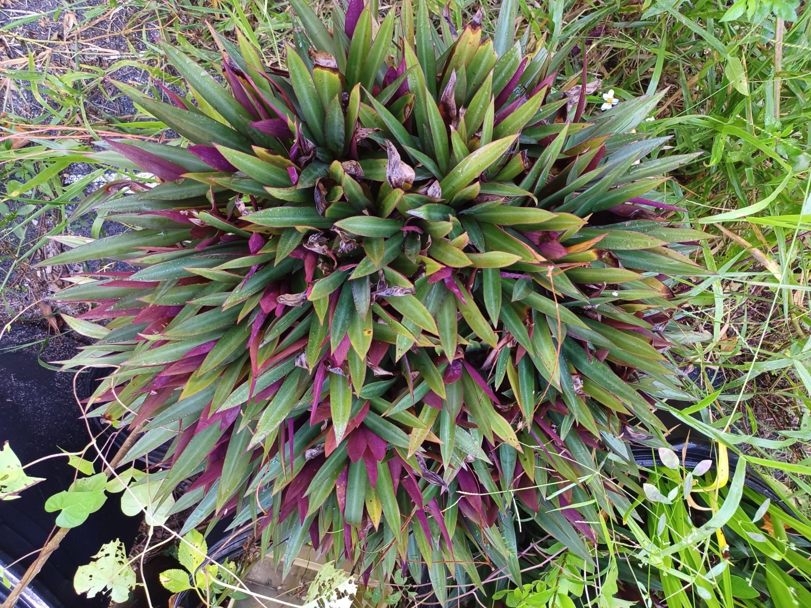 10 Bare root Dwarf Oyster Ready To Plant In A Terieum Chem Free
