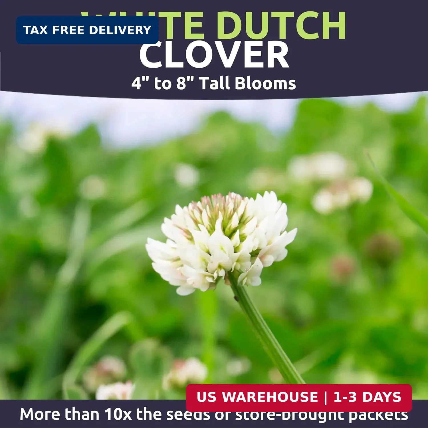 White Dutch Clover – Large 1 Ounce Packet – 40,000 Flower Seeds for Planting – T
