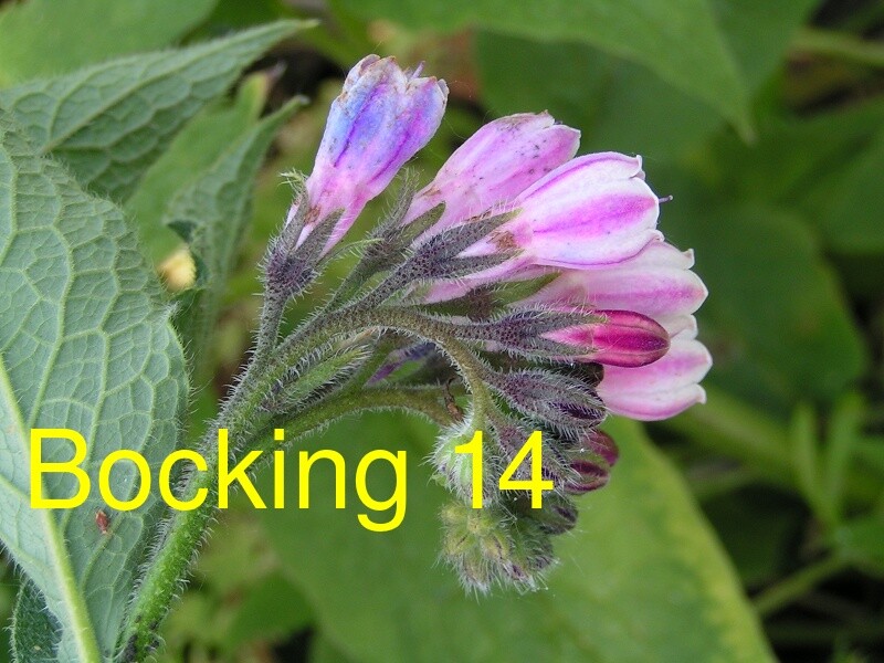 Russian Comfrey Live Root Cuttings – Bocking 14 Cultivar