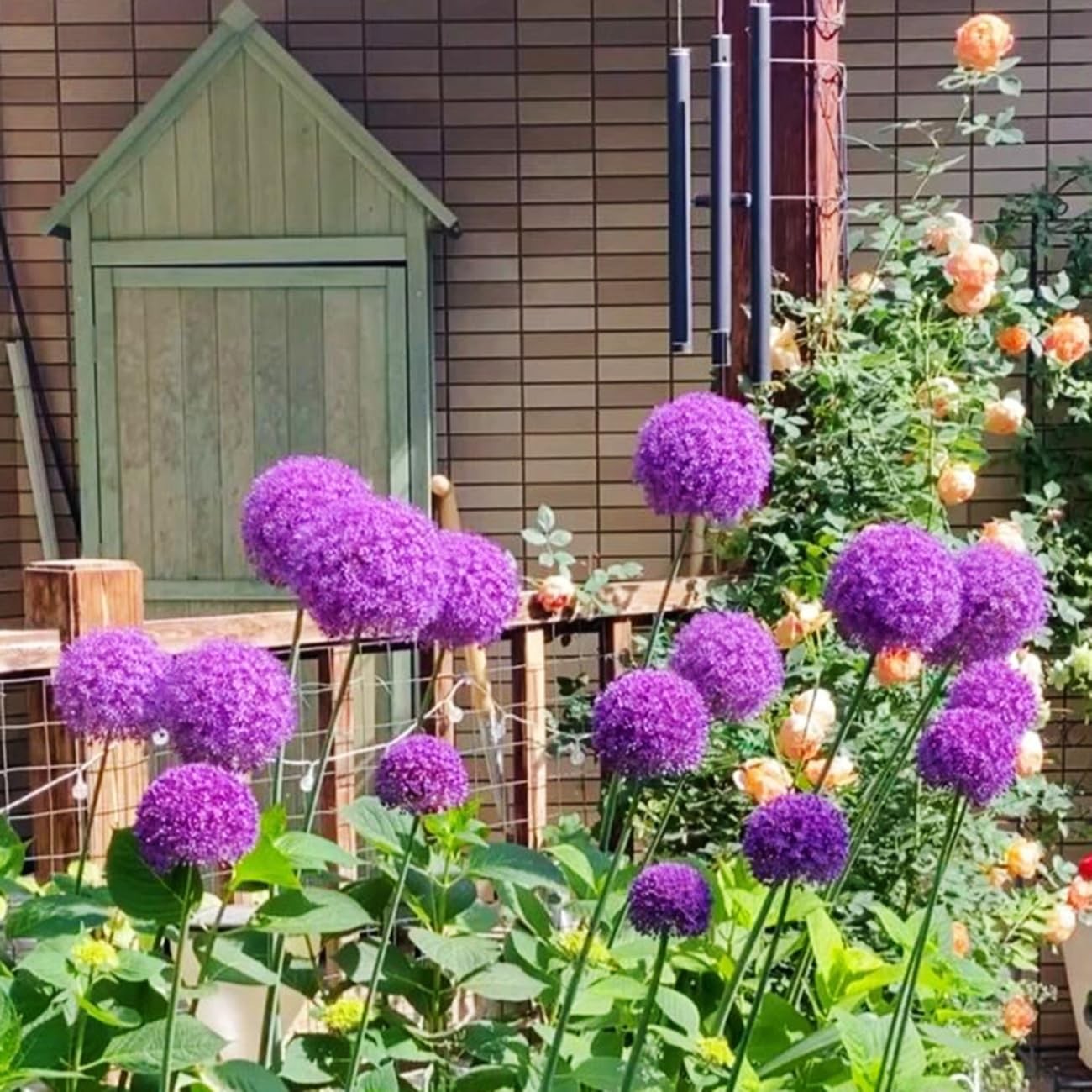 1000+ Purple Blue Rare Plant Flower Seed for Planting Giant Allium Seeds for …