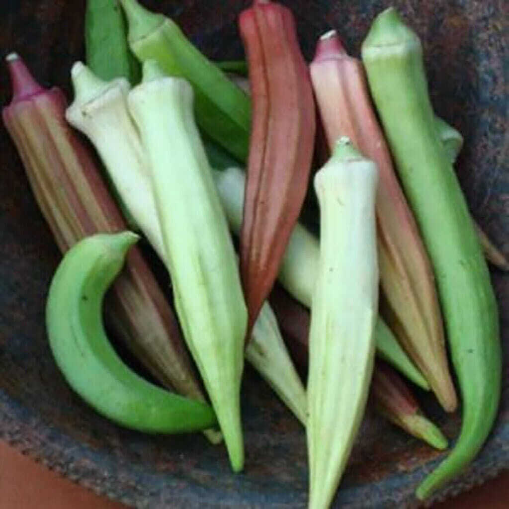 Rainbow Fiesta Okra Seeds 30 Ct MIX Vegetable NON-GMO HEIRLOOM USA FREE SHIPPING