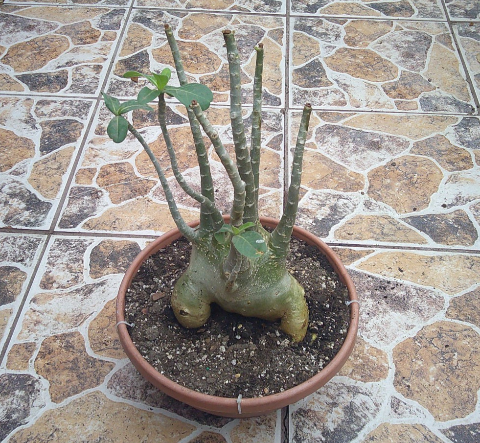 Adenium ARABICUM Desert Rose Large King Size Flowering Caudex Live Plant 🇺🇸🆓⛟