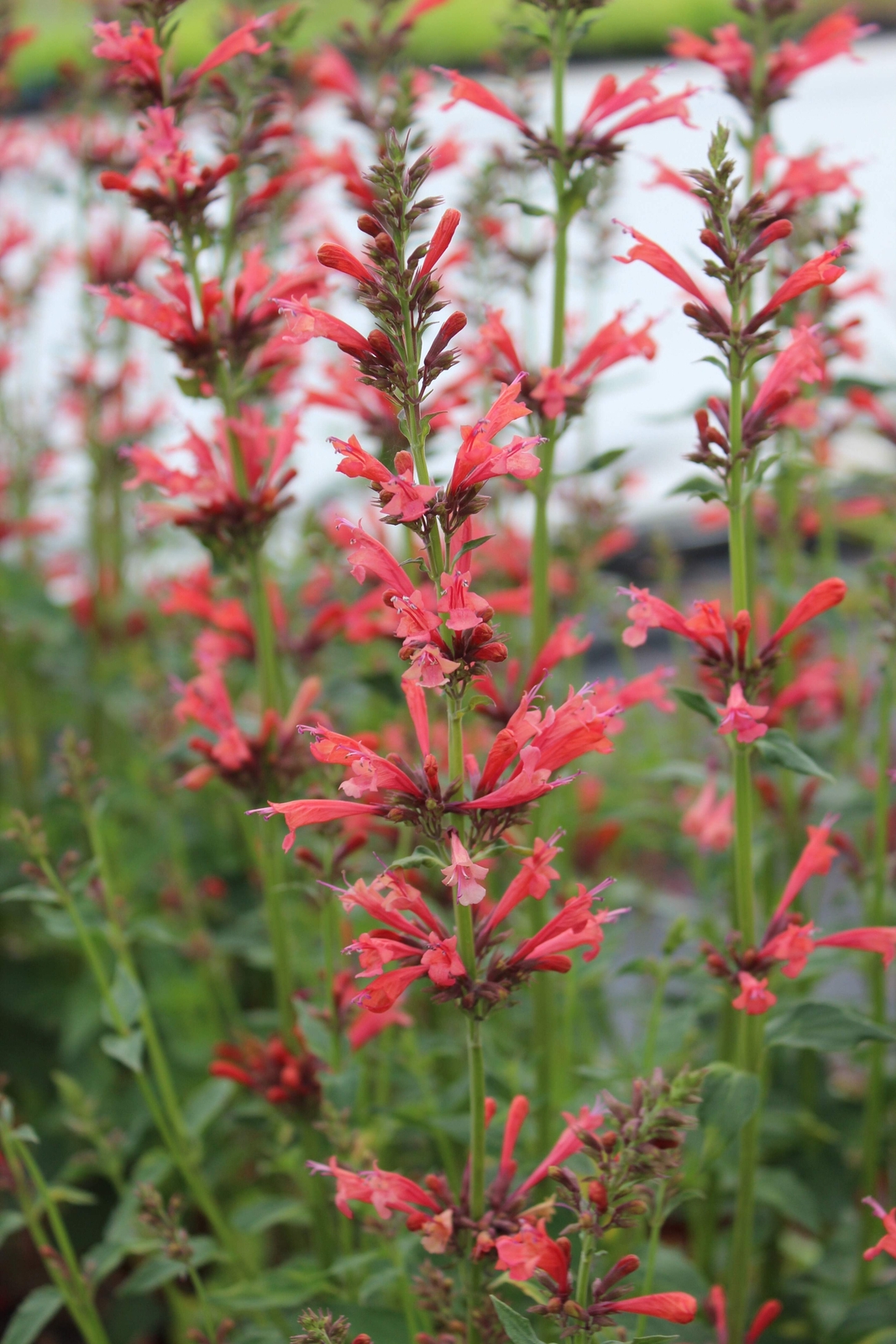 30 RED AGASTACHE ‘HEATHER QUEEN’ Hummingbrid Mint Hyssop Flower Herb Seeds