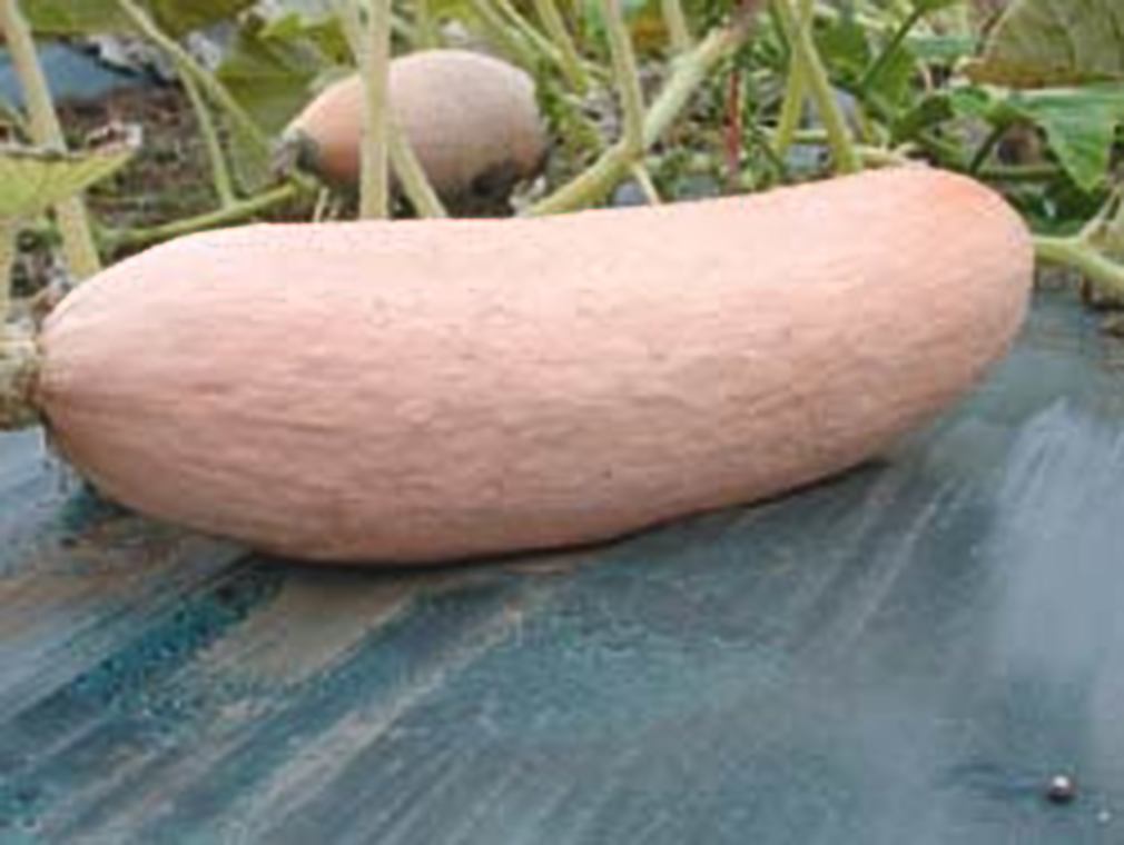 Squash Pink Banana Jumbo Garden Heirloom Vegetable By Seed Kingdom 400 Seeds