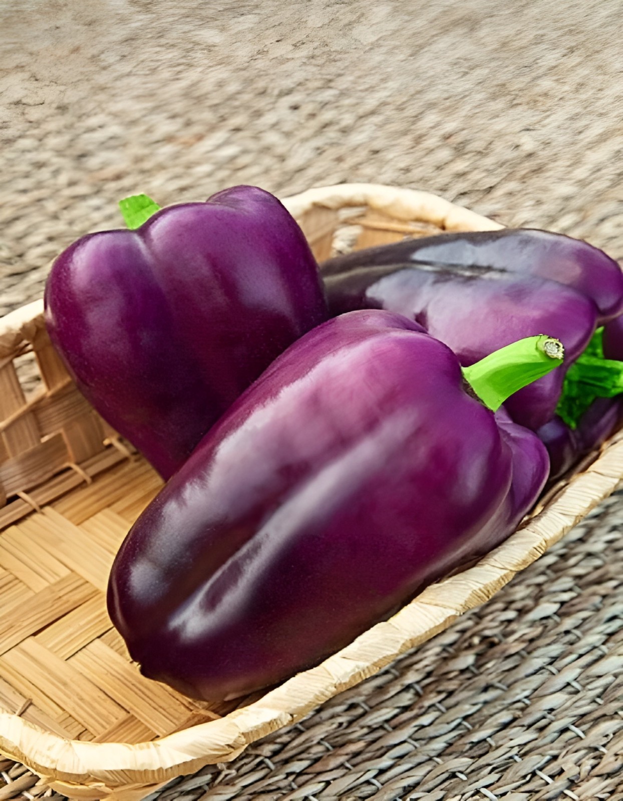 75 Heirloom Lilac Bell Pepper Seeds – Large Purple to Lilac Sweet Bell Pepper