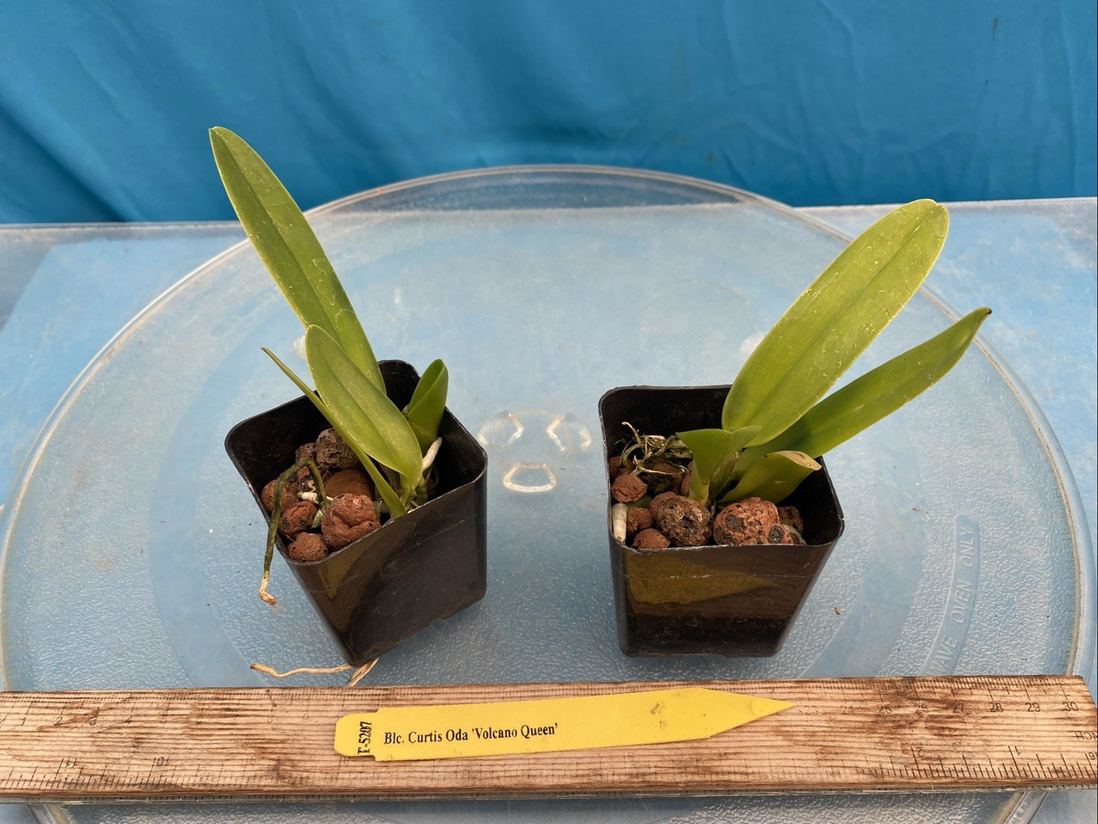 Rlc Hawaiian Passion ‘Carmela’ Green White Fragrant Mericlone Orchid 4” RePot