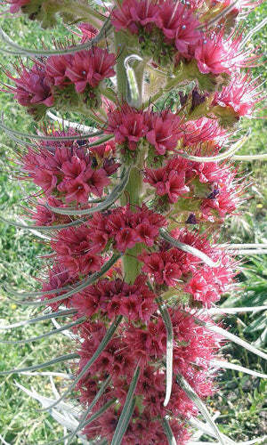 Echium wildpretii | Tower of Jewels | Red Bugloss | 10 Seeds