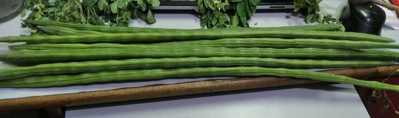 Moringa oleifera ODC | 5_Seeds