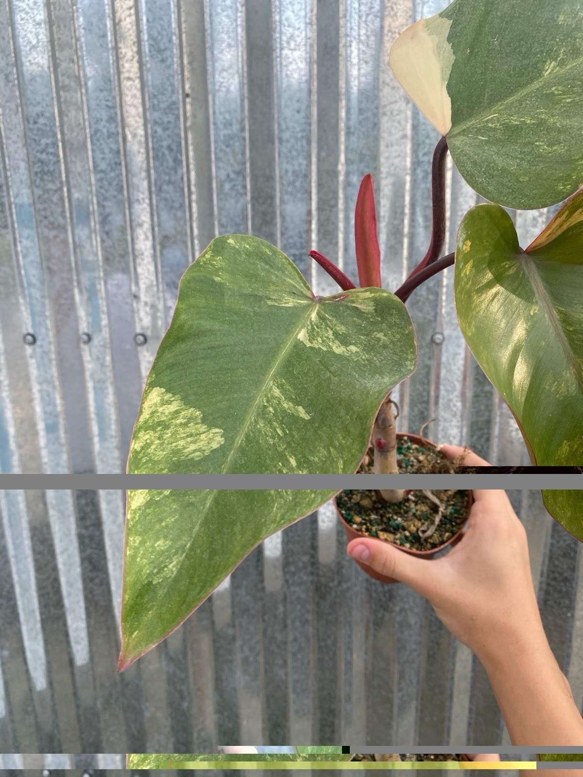 #28 Philodendron Strawberry Shake Aroid 4” Pot Plant Monstera Houseplant