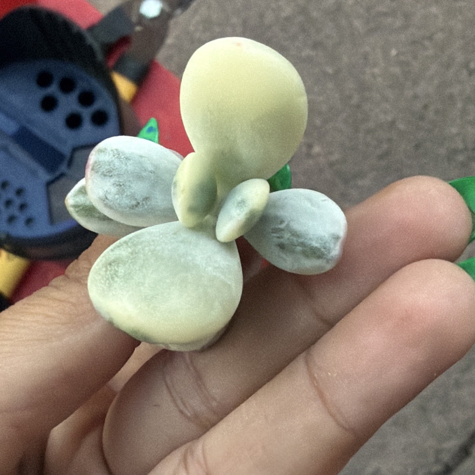 Cotyledon Orbiculata Succulent Cutting/Leaf Gray-Green, Drought Resistant
