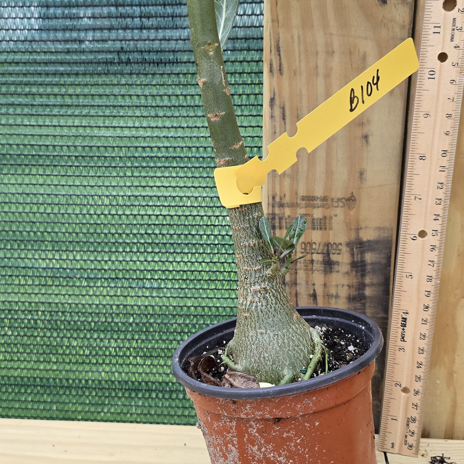 B104: Exotic Desert Rose Plant/ Adenium/ Rosa del Desierto/ Original from Seed