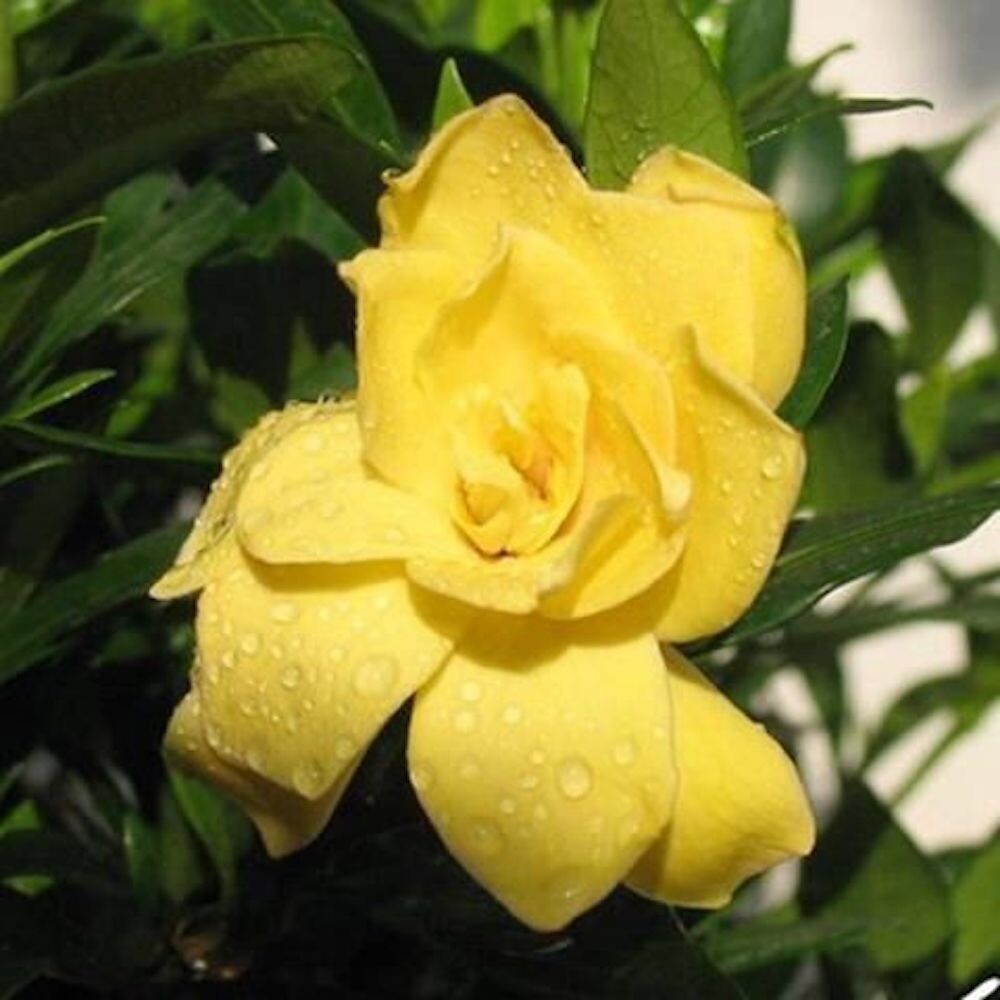 20 MIXED SEEDS GARDENIA fragrant flower exotic garden house plant USA Seller