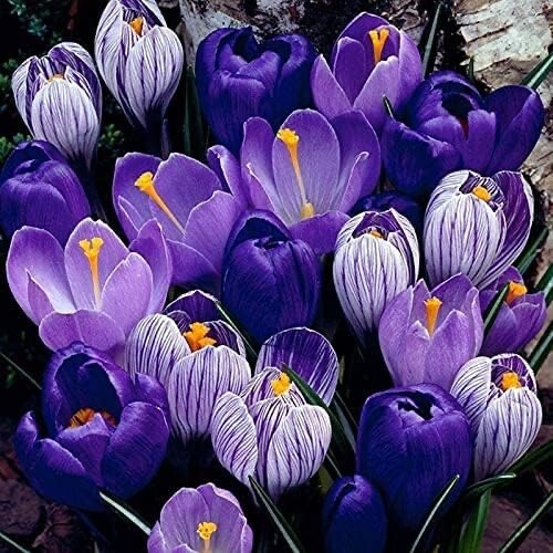 Blue Moon Crocus Mix Vibrant Purple and Blue Blooms 40 Large Bulbs to Grow