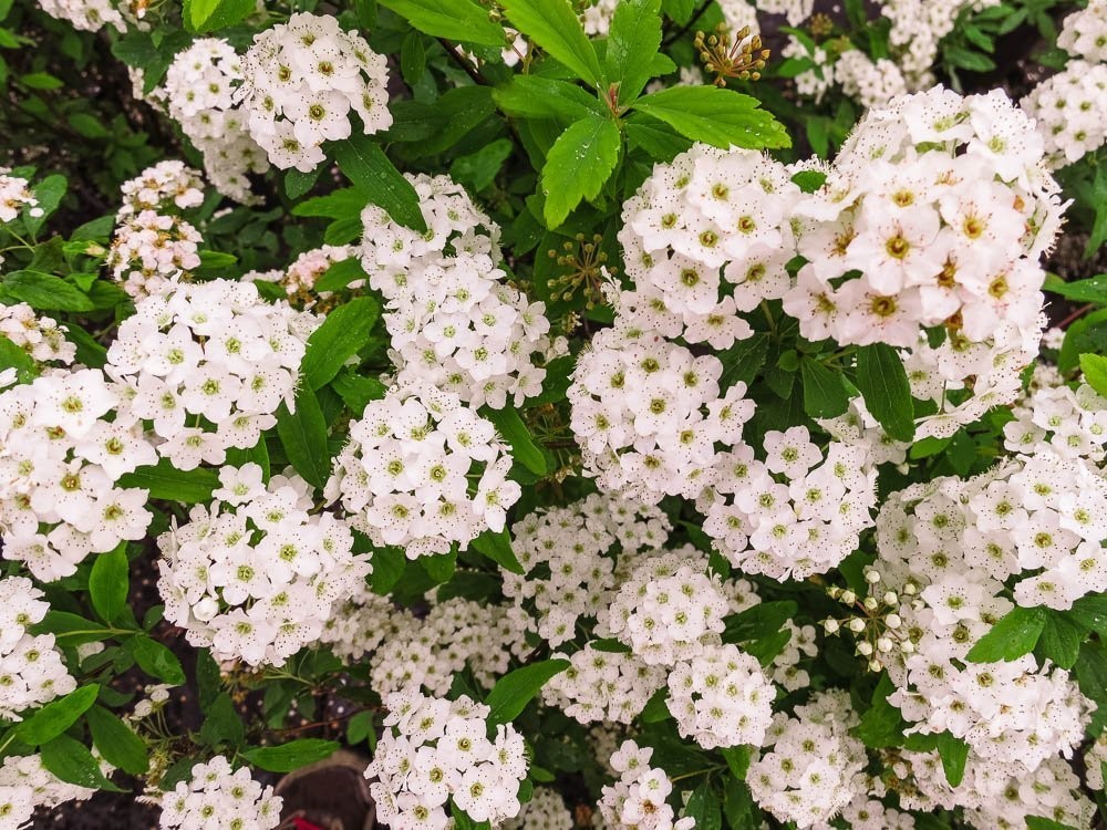 Bridal Wreath Spirea in 3 Gallon Pot | Live Flowering Shrub | Spiraea prunifo…