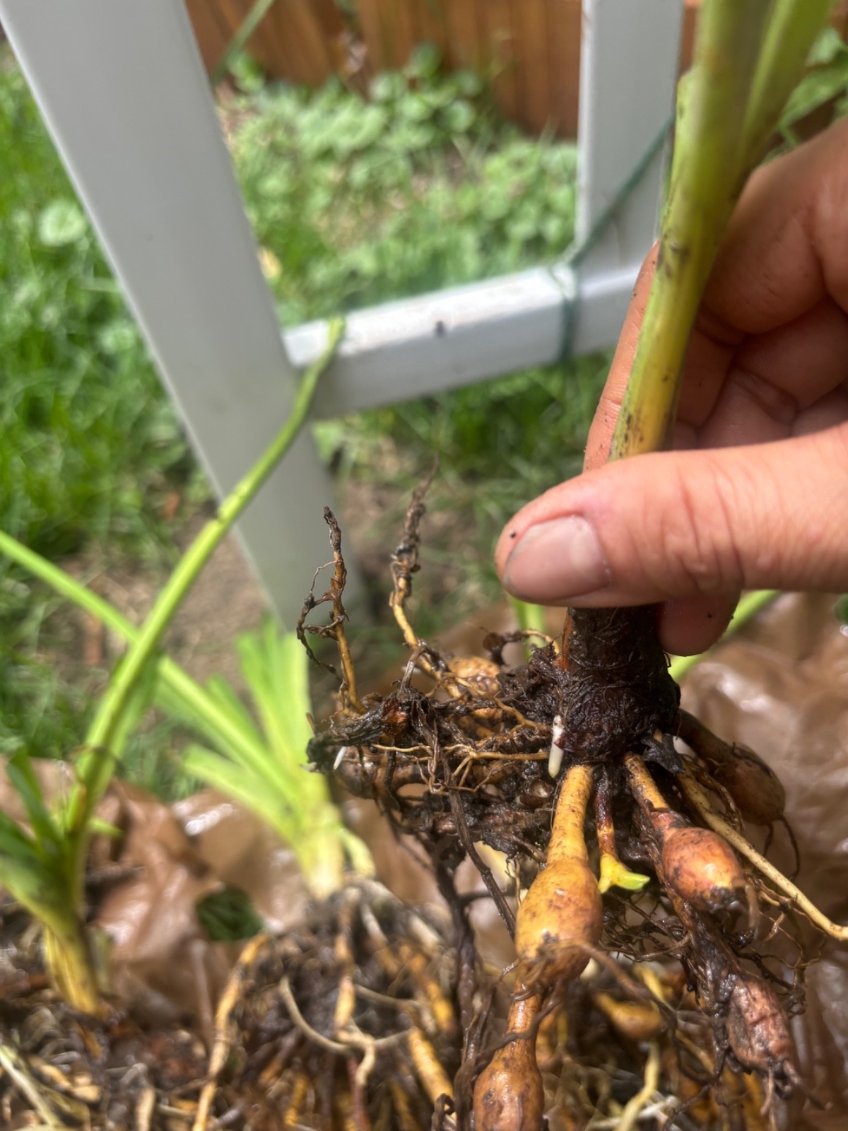 10 Orange Daylily BARE ROOTED PLANTS. Multiply Rapidly