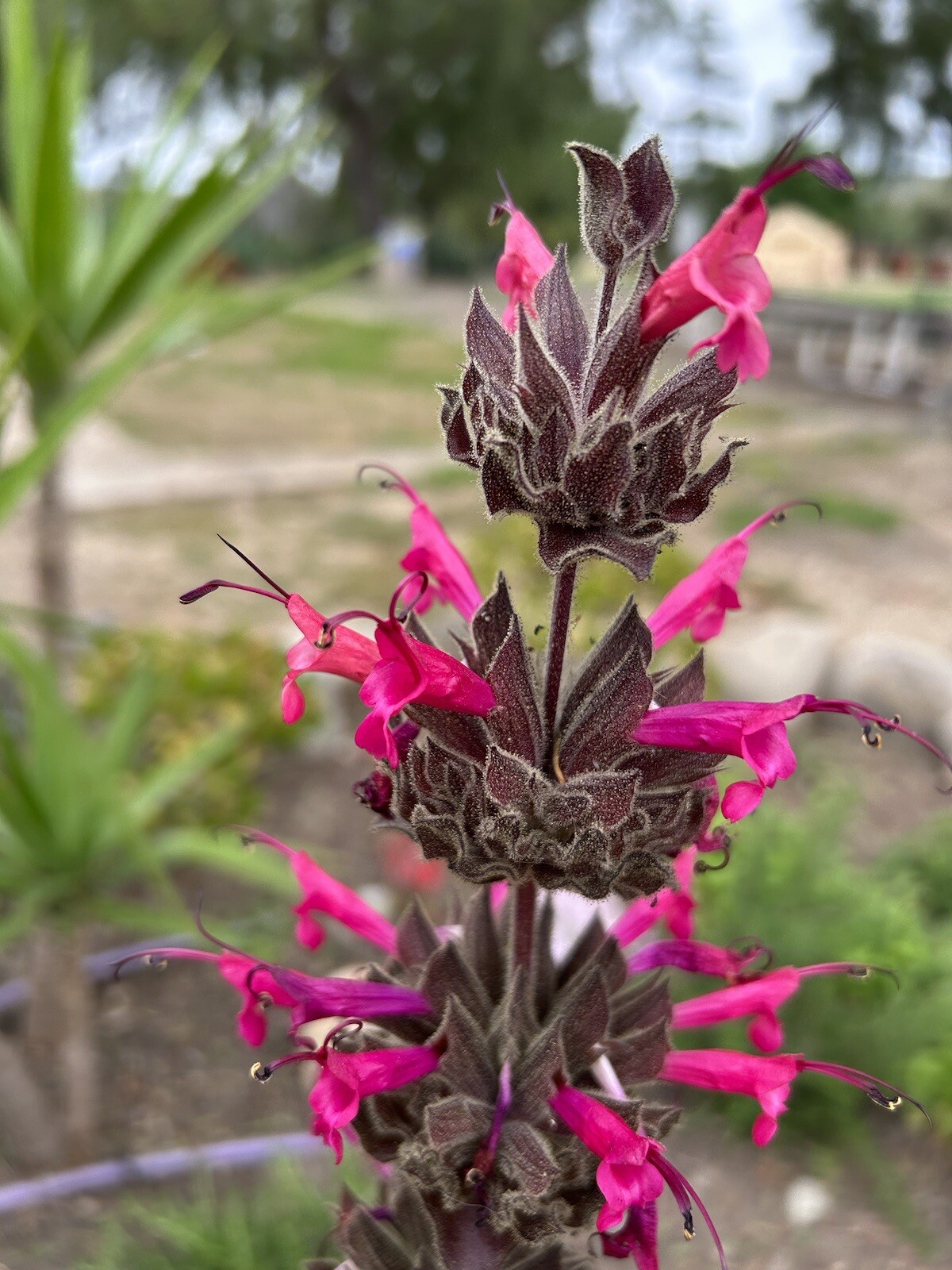 Salvia Spathacea, Hummingbird Sage, Pitcher Sage – 10 seeds – USA