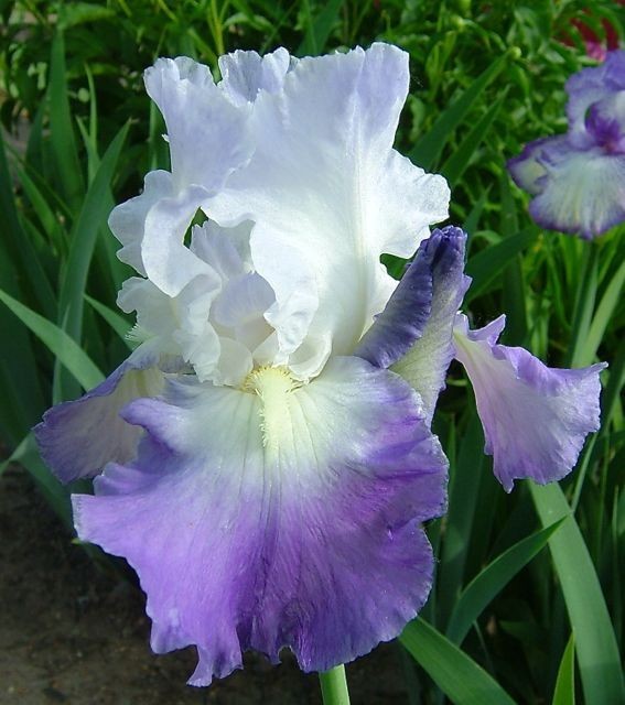 1 Tall Bearded Iris Rhizome/Bulb~CLARENCE~Reblooming~Perennial Flowers~Blue/Purp