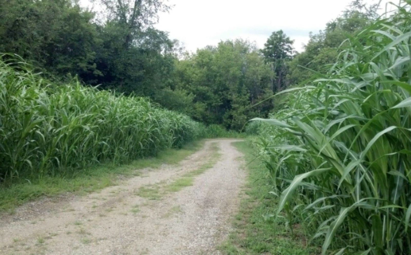 Bulk Egyptian Wheat Seeds for Planting – Can Grow to 10 Feet Tall – Grow Chicken