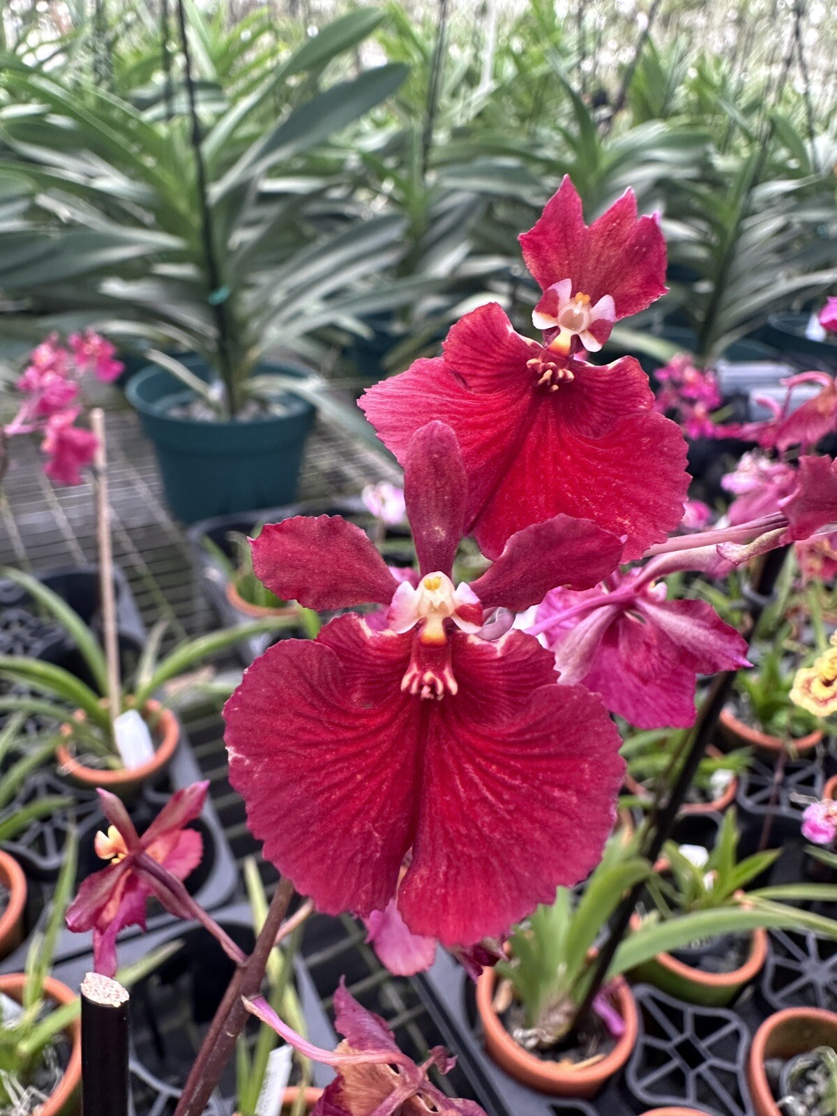 Three Different Tolumnia IN SPIKE! Equitant Orchid Plant Oncidium 3 Plants