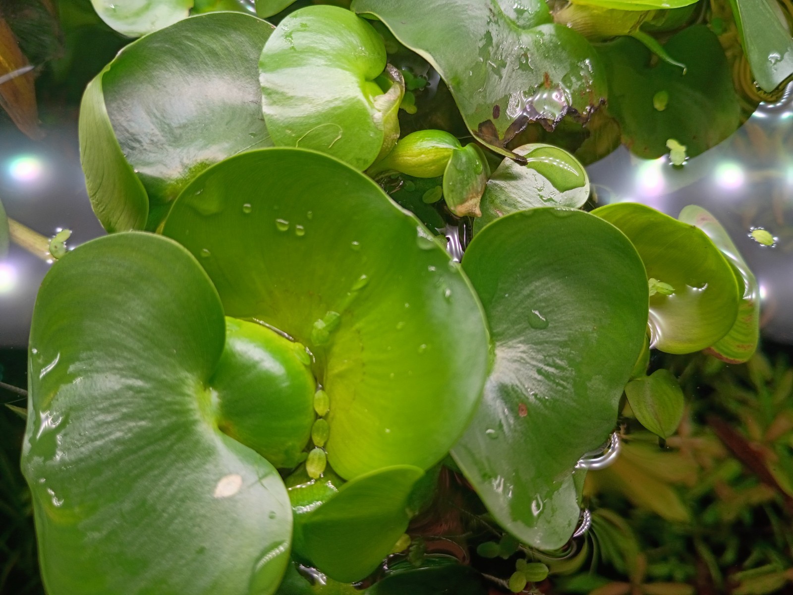 Water Hyacinth Pack of 2 Premium Live Plant Fast Growing Healthy Aquarium/Pond