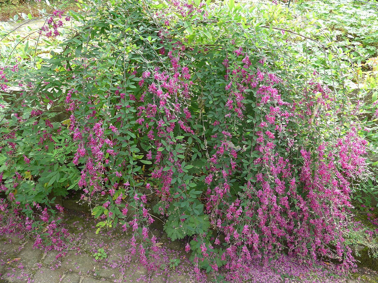 Little Volcano Bush Clover Live Plant Fall Bloom Purple Flower 8-10″ Tall