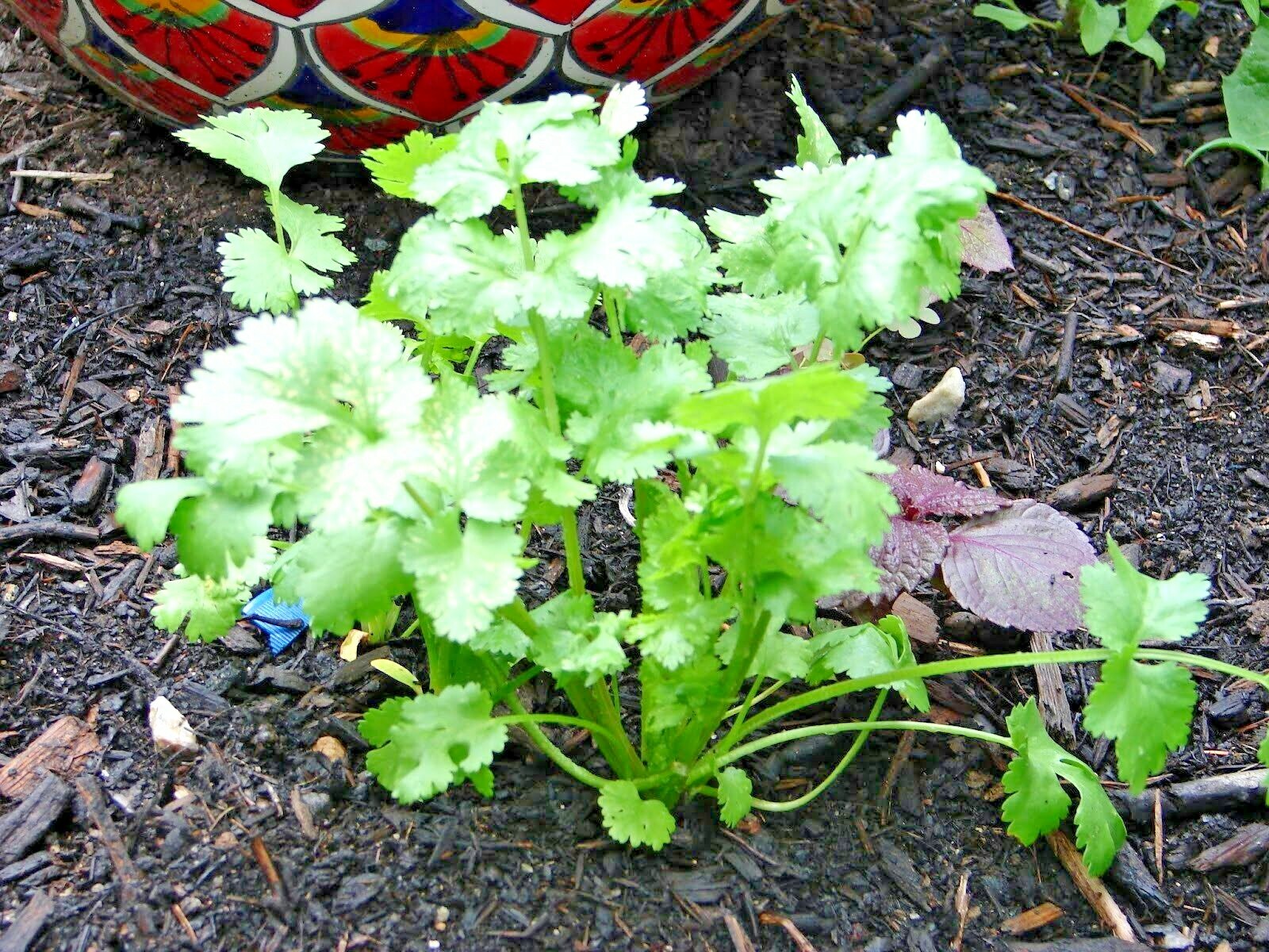 61+CILANTRO Seeds Coriander Salsa Tex Mex Kitchen Summer Garden Container Herb