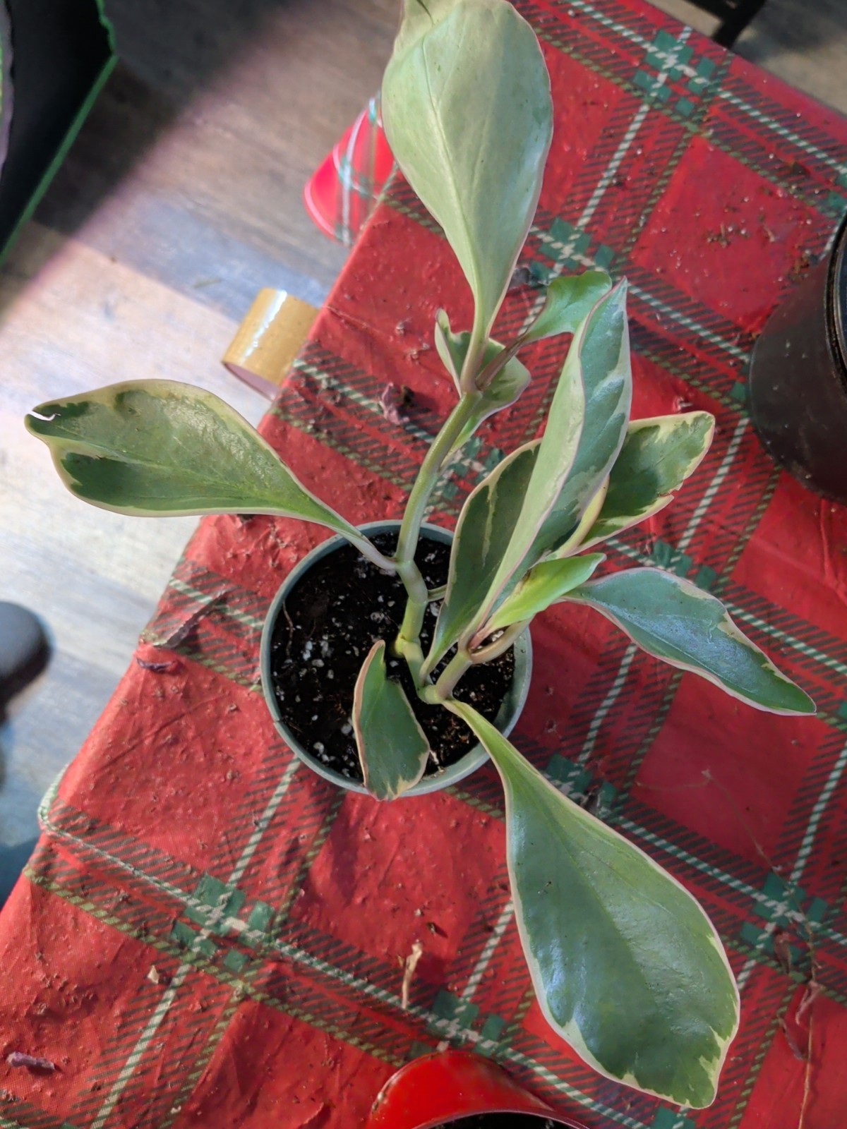 SALE..”Ginny” Clusifolia Large Plant In 4″ Pot