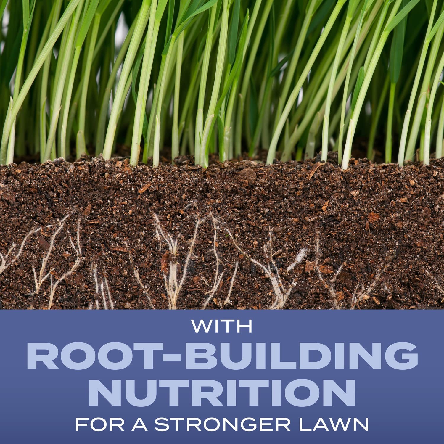 Scotts Turf Builder Heat-Tolerant Blue Mix For Tall – Plus