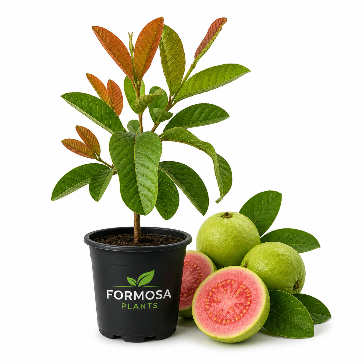 Pink Guava Tree – 1 Live Plant in a 4 Inch Pot – Psidium guajava