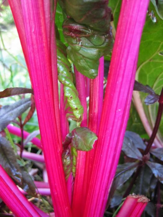 Magenta Swiss Chard Seeds, NON-GMO, Colorful Salad, FREE SHIPPING