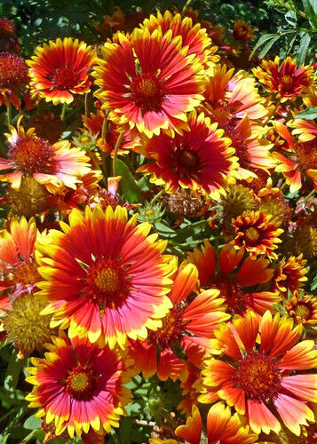 INDIAN BLANKET FLOWER 300+ Seeds Perennial Gaillardia Aristata Native Wildflower
