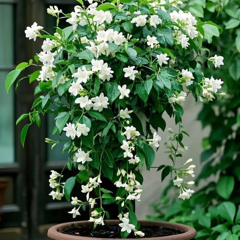 300+ Climbing Weeping Jasmine Seeds Fragrant Perennial Flower Non-GMO Garden