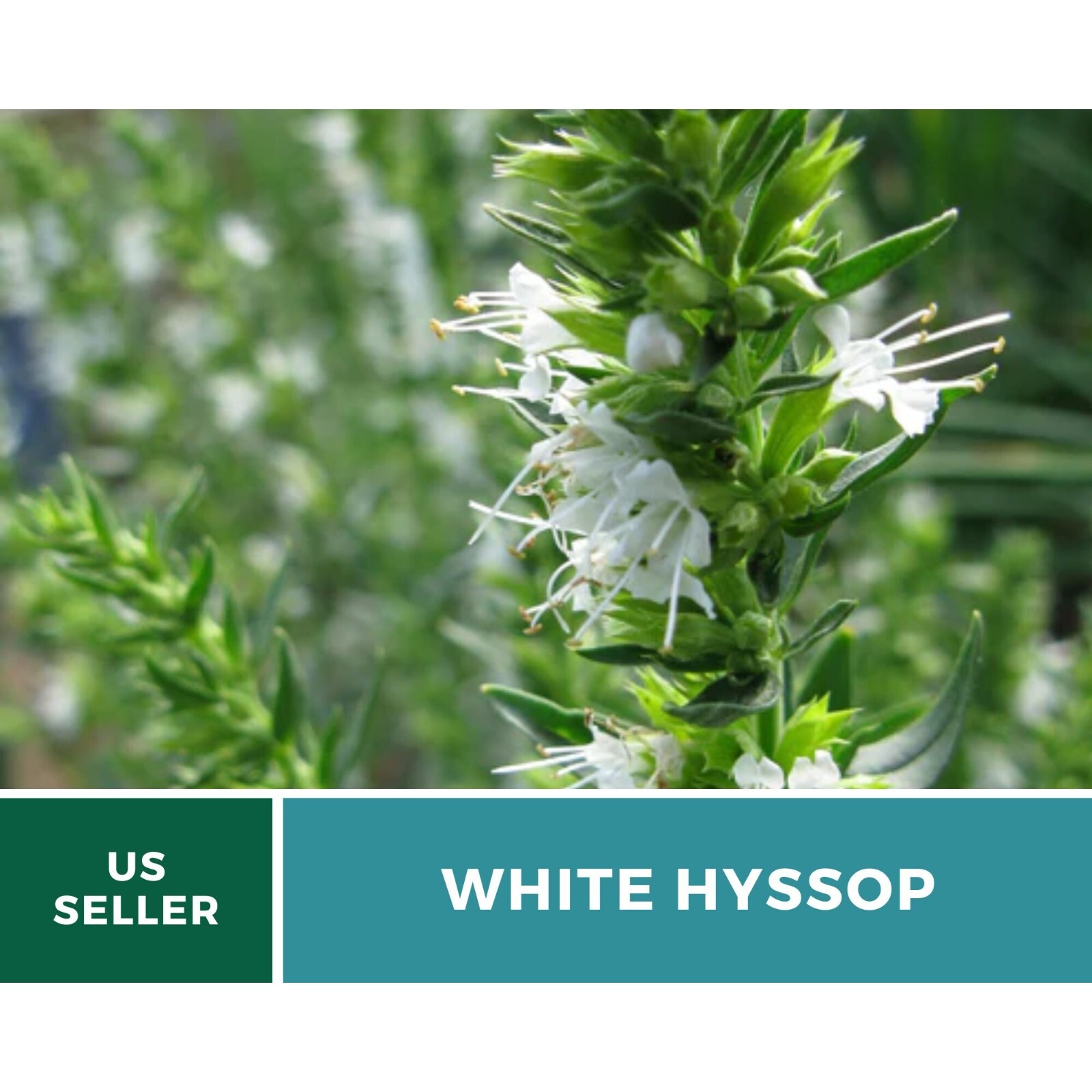 Hyssop, White – 50 Seeds – Culinary & Medicinal Herb (Hyssopus officinalis)
