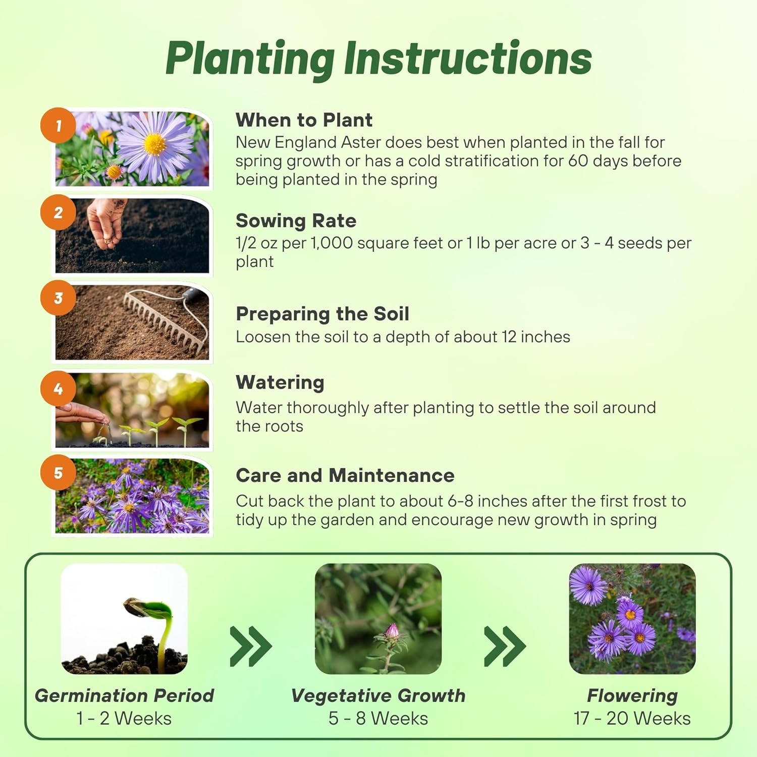 1000 Seeds Purple Aster Seeds For Planting | New England Aster Flower Seed