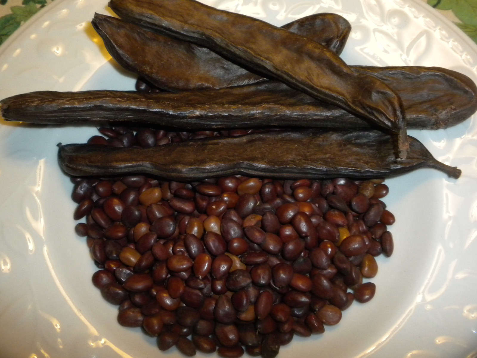 30 Carob Tree Seeds “Ceratonia Siliqua” wild-crafted Biblical fruit raw