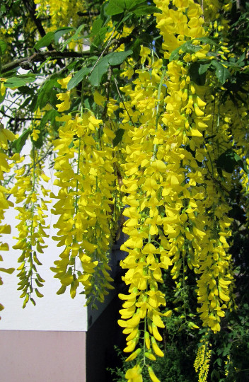Golden Chain Tree {Laburnum alpinum} 20 seeds Free Shipping! US seller US seed