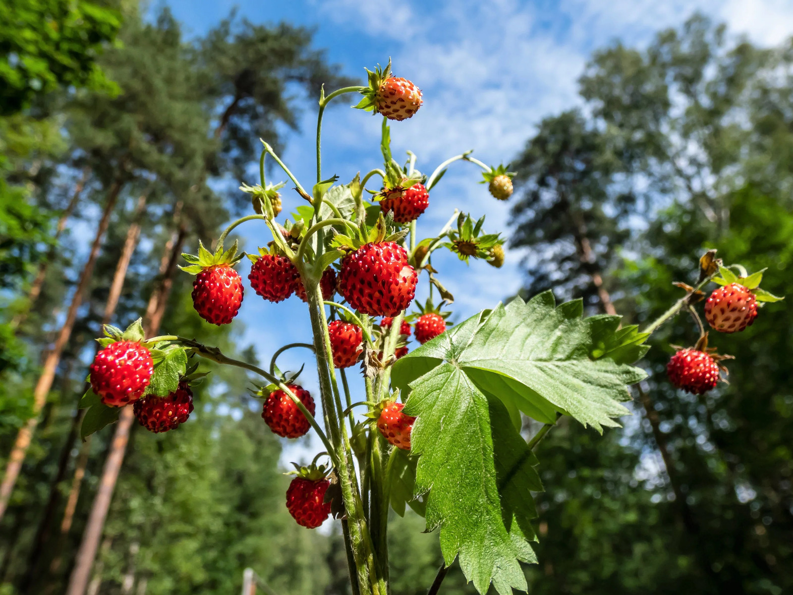 60 RUEGEN STRAWBERRY Everbearing Alpine Fragaria Vesca Red Berry Fruit Seeds