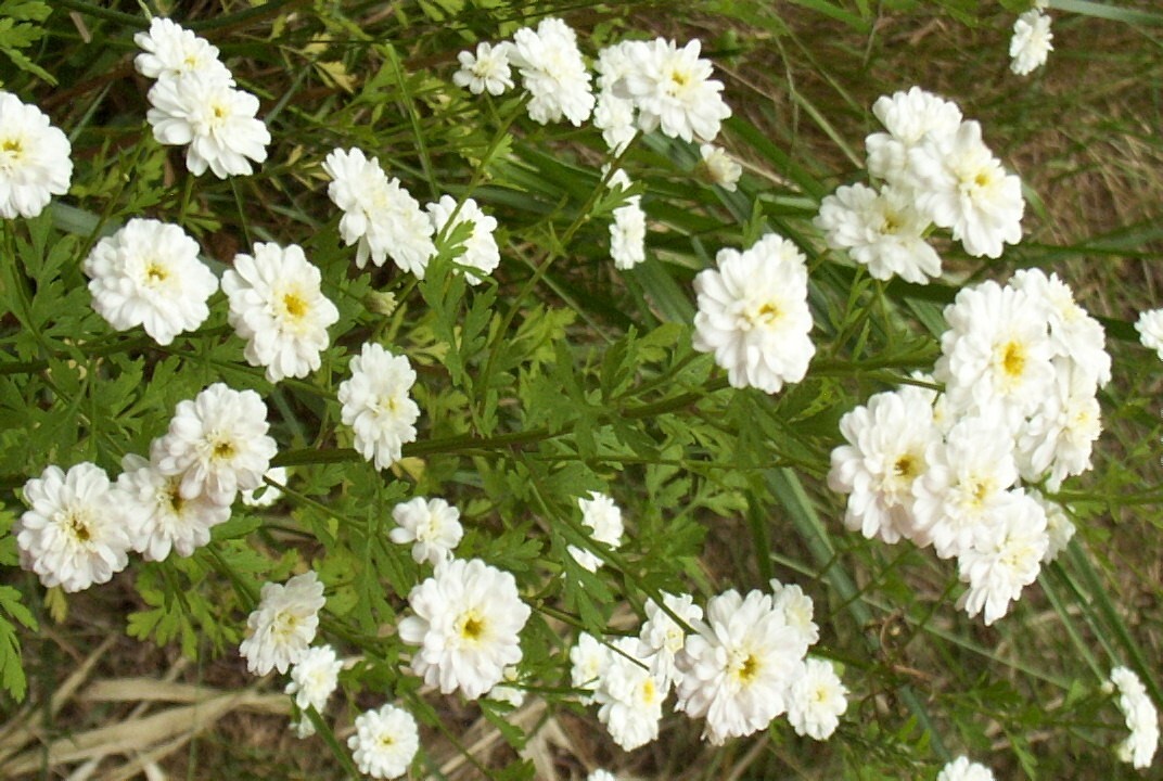 FEVERFEW SNOWBALL 200 SEEDS, TANACETUM PARTHENIUM FLORO PLENO