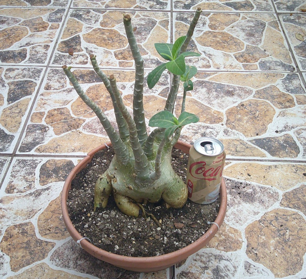 Adenium ARABICUM Desert Rose Large King Size Flowering Caudex Live Plant 🇺🇸🆓⛟