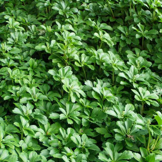 Pachysandra terminalis 54 Plants in 2.5 inch pots