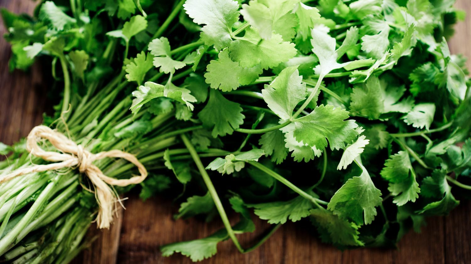 Cilantro Seeds , Seeds for Microgreen, 2 oz