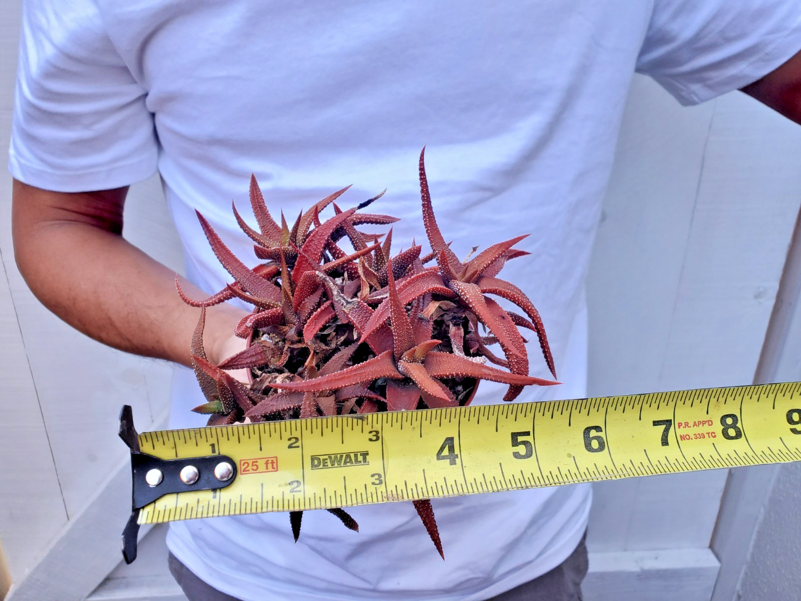 Haworthia attenuata ‘Enon’ Succulent clump -B
