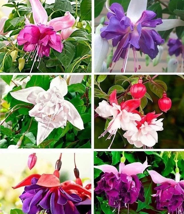 Mix 50pcs/bag Fuchsia Seeds Potted Flowers seeds,bonsai seeds.#6445