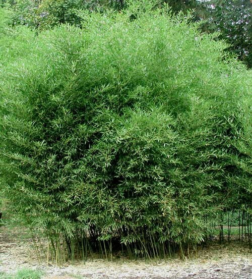 4 Plants – David Bisset Bamboo/Phyllostachys-VERY COLD HARDY DOWN TO -15 DEGREES