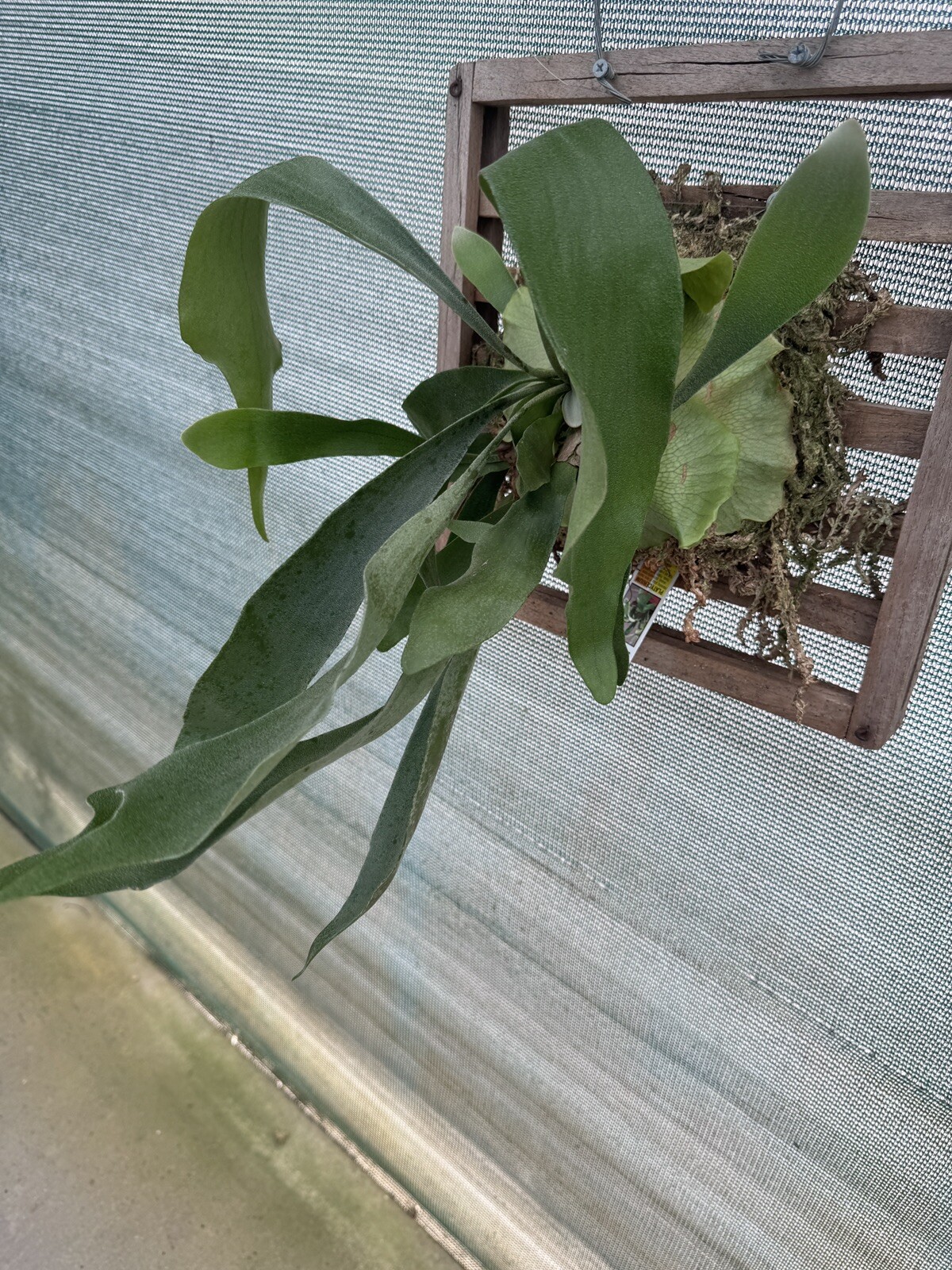 12” Plaque Staghorn Fern Platycerium bifurcatum Swirl Green Dutch Netherlands